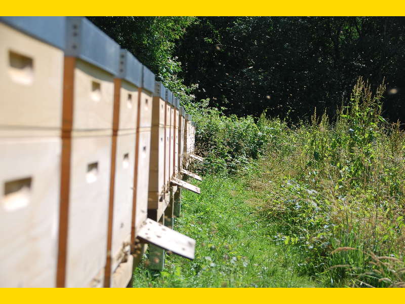 Am Bienenstand